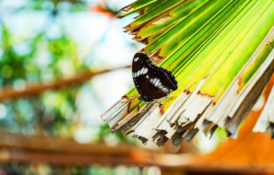 Picture 2 for Activity The Butterfly Gardens Entry Ticket 5