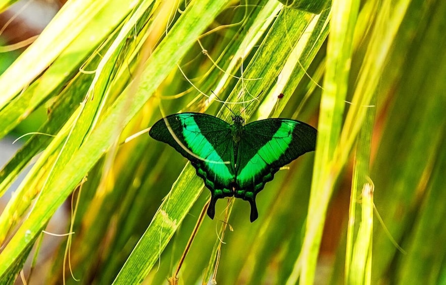 A butterfly with green and black wings resting on green grass. 5