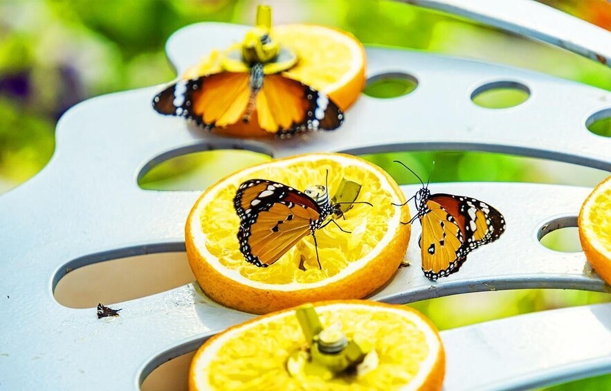 Picture 1 for Activity The Butterfly Gardens Entry Ticket 3