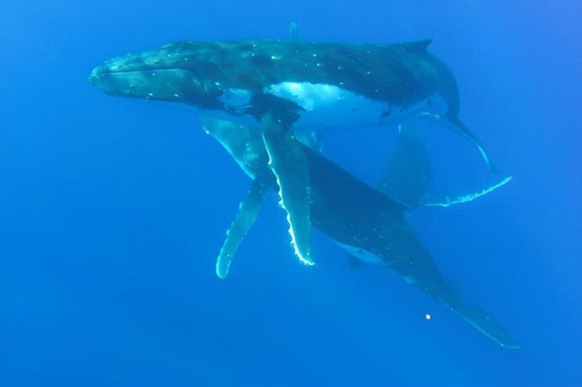 A whale swimming underwater. 3