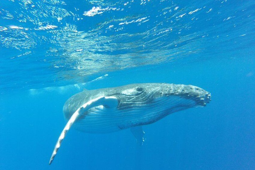 A whale swimming underwater. 1