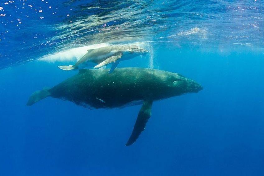 A whale swimming underwater. 5