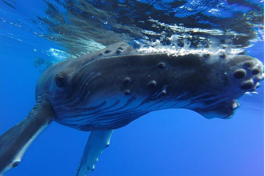 A large fish swimming underwater. 2