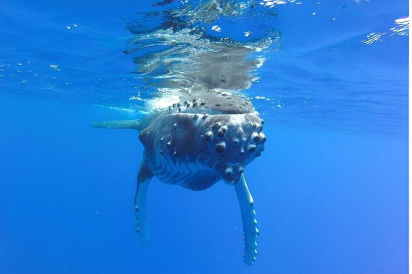 A whale swimming underwater. 4