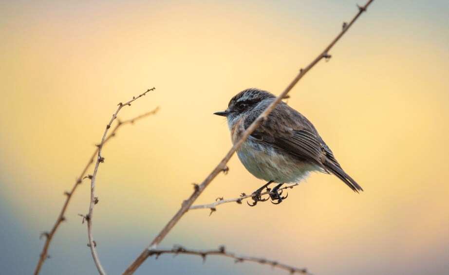 A small bird perched on a branch with a blurred background. 3