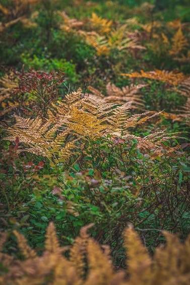 A field of golden wheat with green foliage in the background. 2