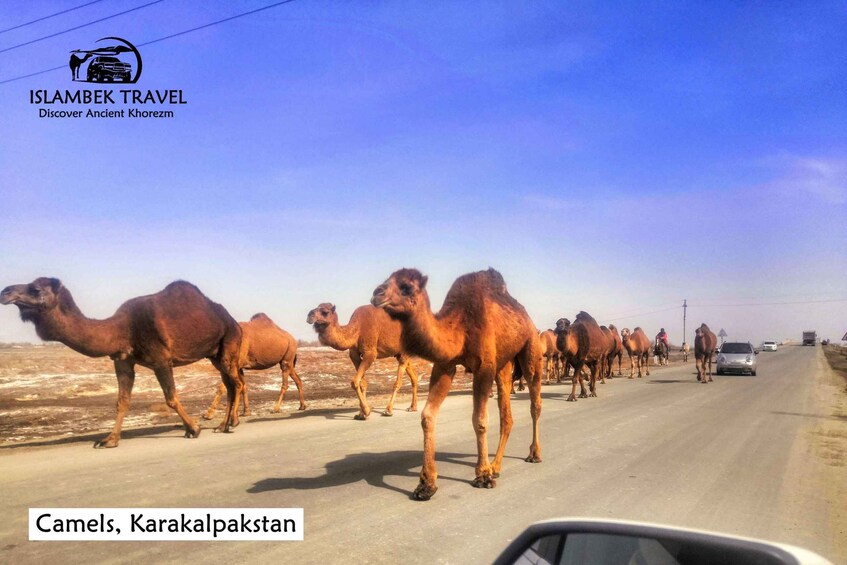 A line of camels on a road in Karachi, Pakistan. 4
