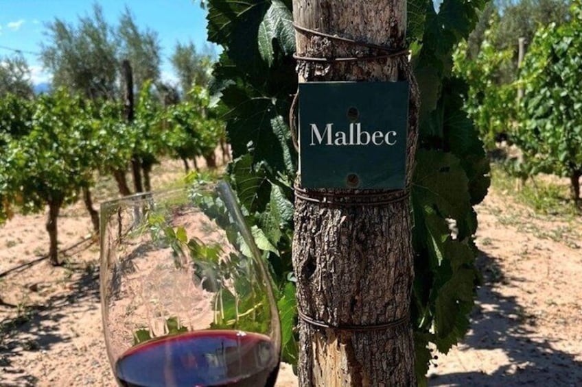 Private Uco Valley Wine Tour: 3 Wineries, Malbec Tasting &Transfer 3