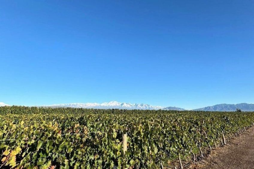 Private Uco Valley Wine Tour: 3 Wineries, Malbec Tasting &Transfer 4