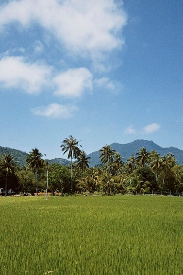 Picture 1 for Activity Wanning: Coconut Forest SUP Adventure with English Guide 4
