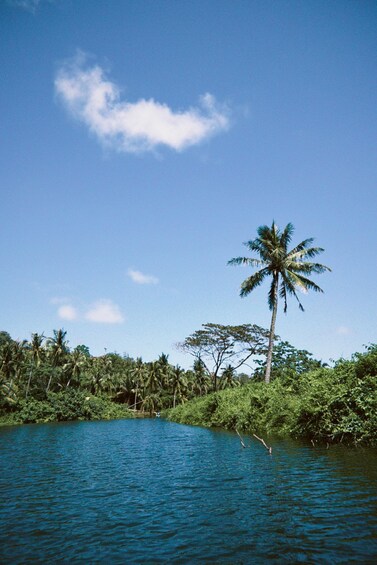 Picture 2 for Activity Wanning: Coconut Forest SUP Adventure with English Guide 2