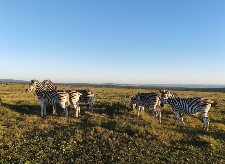 A group of zebras grazing in a grassy field with a clear sky. 5