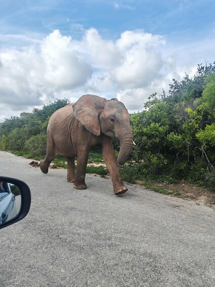 An elephant walking on a road with greenery on both sides. 3