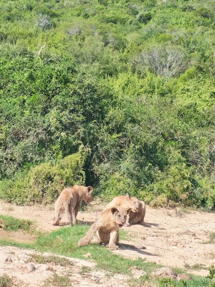 Three lions in a natural habitat with dense green vegetation in the background. 2