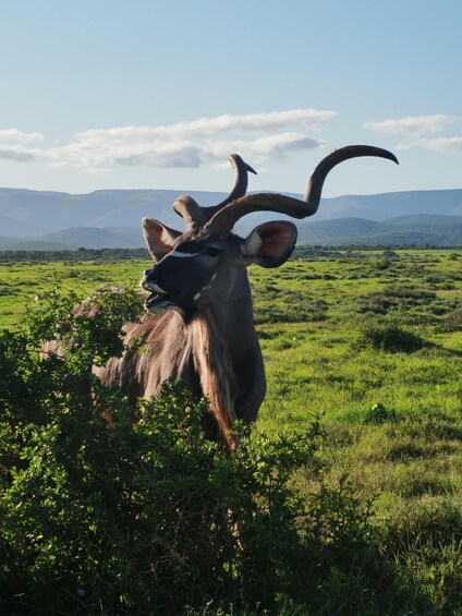 A large horned animal with prominent horns in a grassy field with mountains in the background. 1