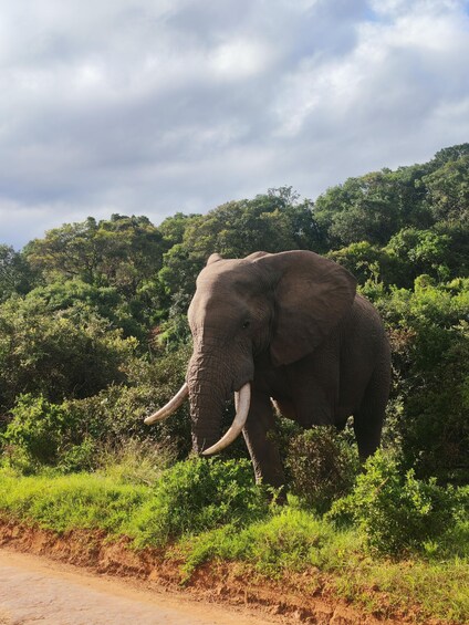 An elephant in a dense green forest with a dirt path in the foreground. 4