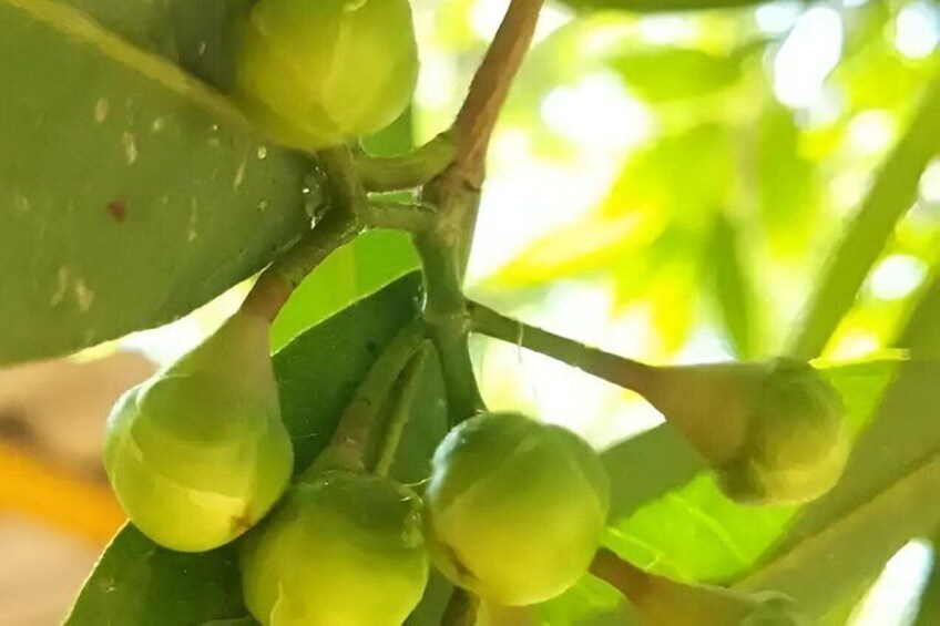 Meadery Tour and Mead Tasting in Lucknow 5