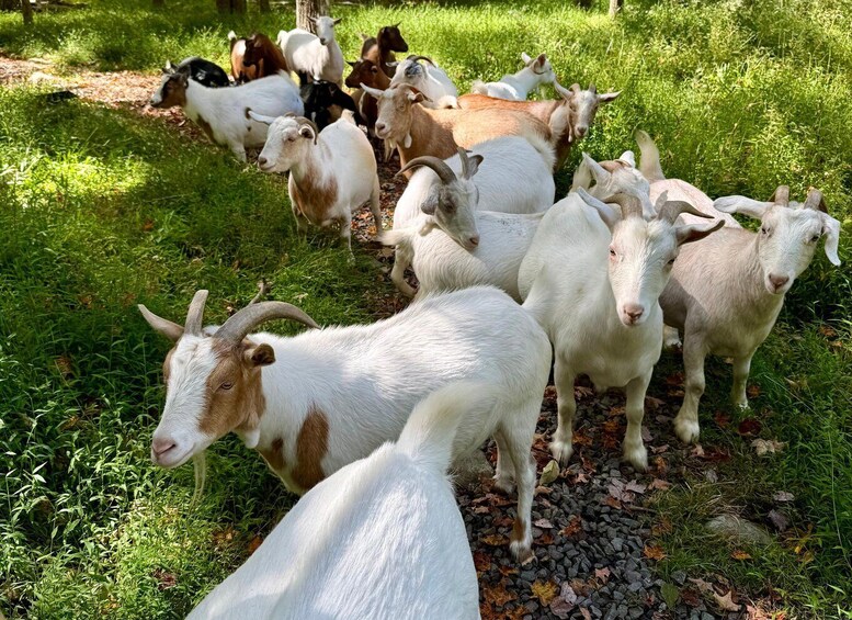 Guided Forest Hike with Rescued Goats 1