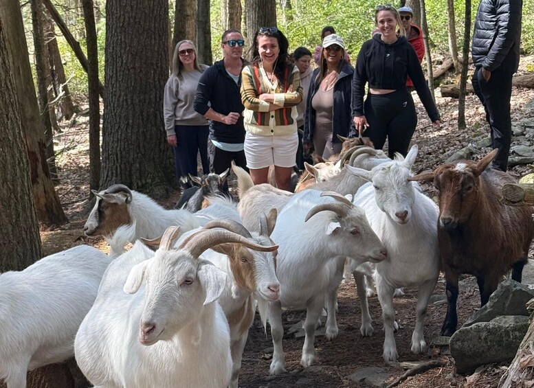 Picture 5 for Activity Guided Forest Hike with Rescued Goats 2