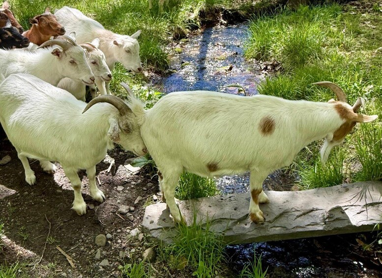 Picture 3 for Activity Guided Forest Hike with Rescued Goats 3