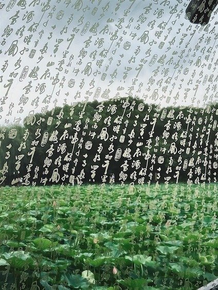 A field of lotus plants with numerous Chinese characters written on the leaves. 5