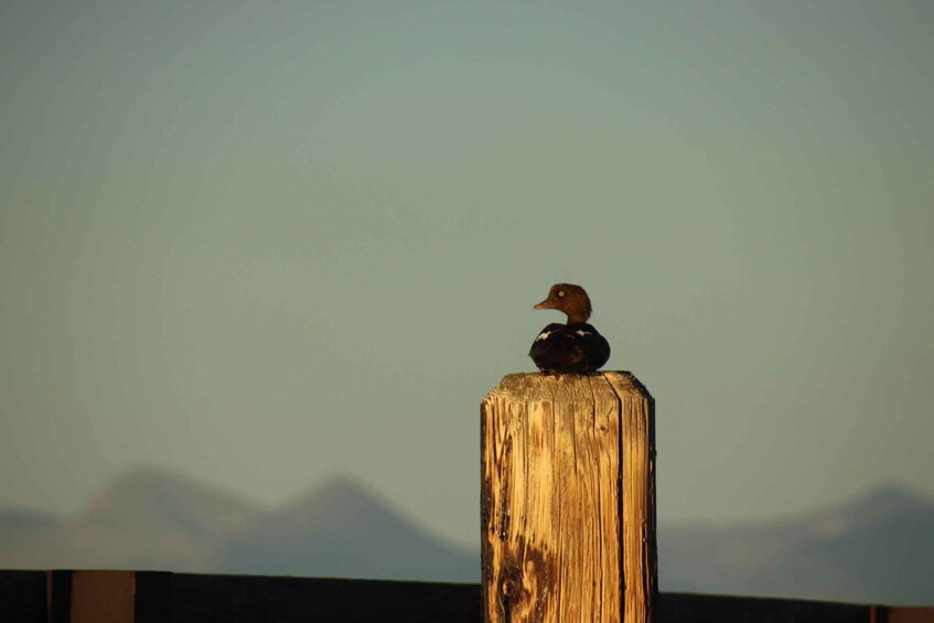 A bird perched on a wooden post with a mountainous landscape in the background. 2