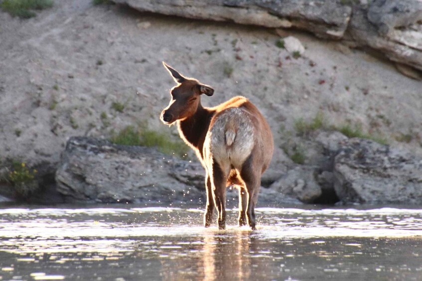 A brown deer standing in shallow water with a rocky background. 3