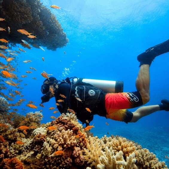 A diver with a scuba tank swimming among coral reefs and orange fish. 1