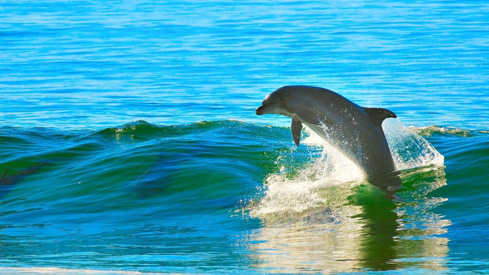 A dolphin leaping out of the water. 4