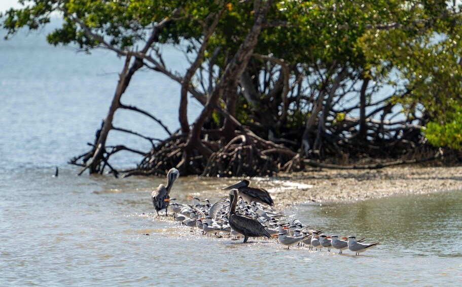 Pelicans and seagulls near a mangrove shoreline. 5