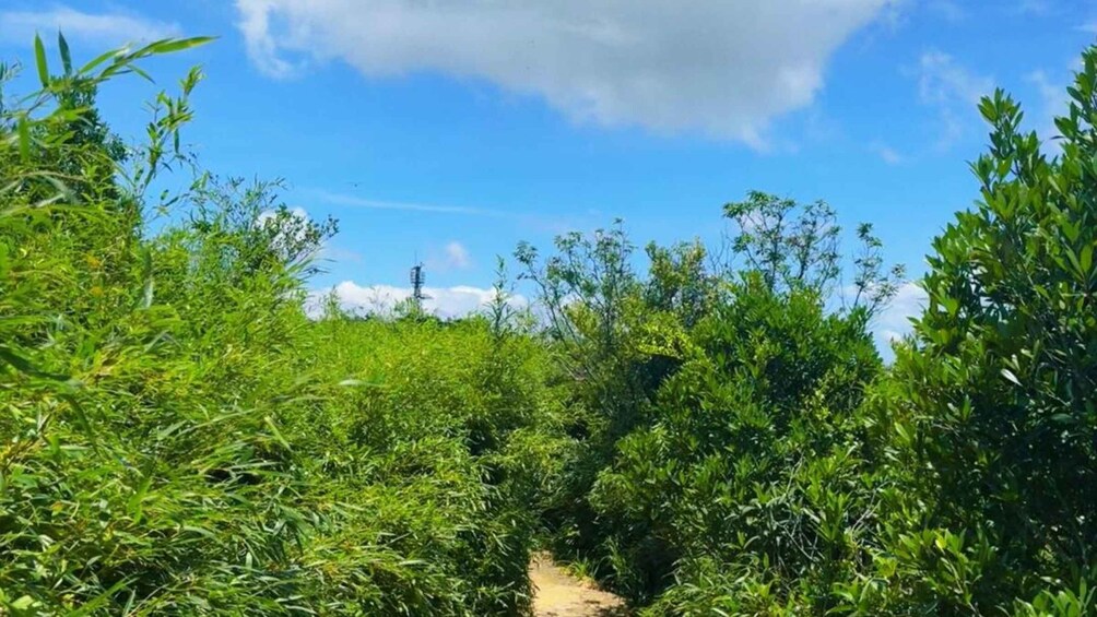 A narrow dirt path through dense green vegetation under a clear blue sky. 4