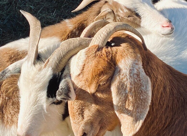 Picture 12 for Activity Frederick Farm Goat Sanctuary: Goat Therapy Experience 2
