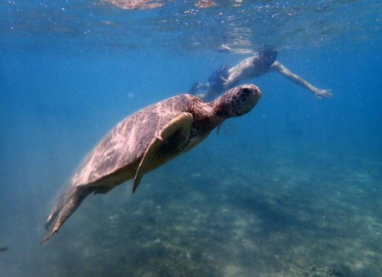 Picture 2 for Activity Mayotte: Lagoon Boat Cruise and Snorkeling Tour 4