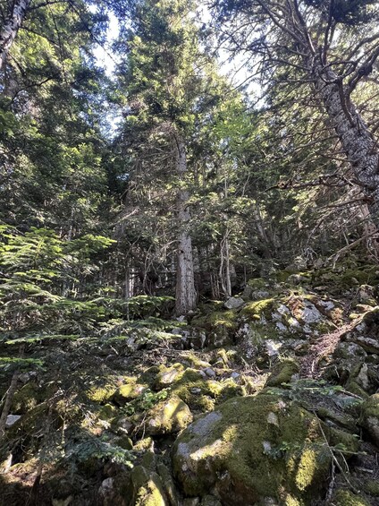 Picture 4 for Activity Aigüestortes National Park: Guided Hike with Waterfall 2