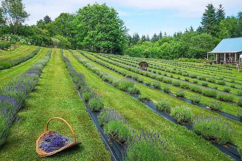 A lavender field with rows of plants and a basket of lavender. 2