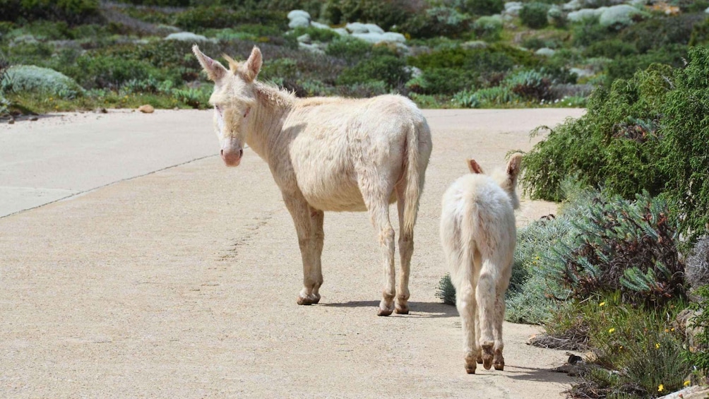 A white horse and a foal walking on a dirt path surrounded by greenery. 3