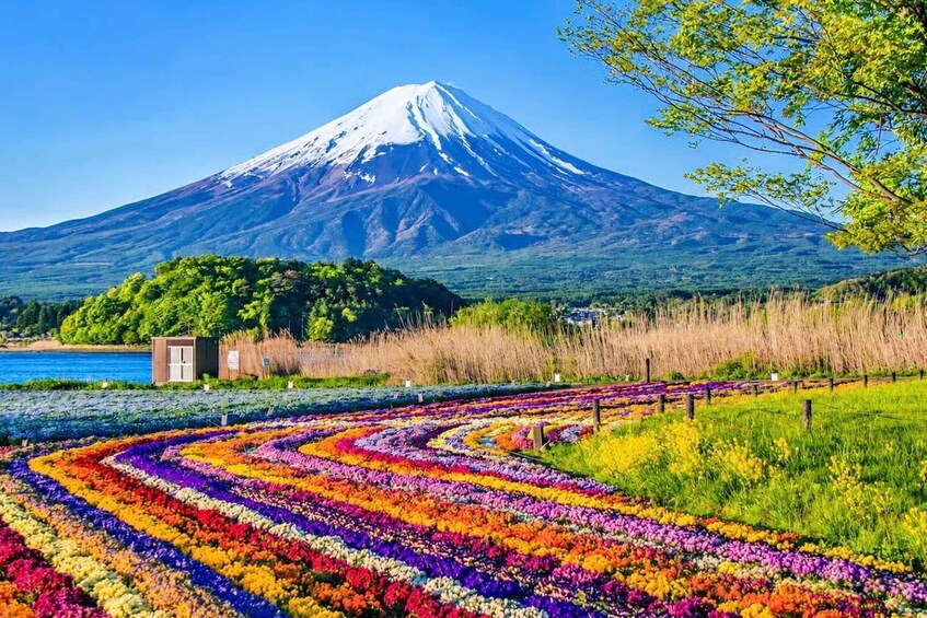 A vibrant flower field in front of a snow-capped mountain. 4