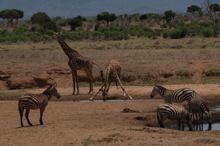 3 days Tsavo East National Park and Ngutuni Sanctuary Safari 4