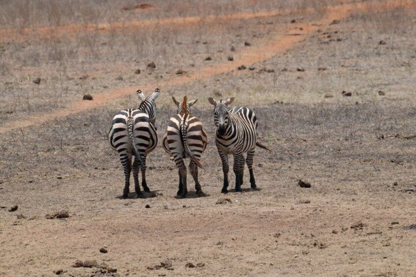 3 days Tsavo East National Park and Ngutuni Sanctuary Safari 1