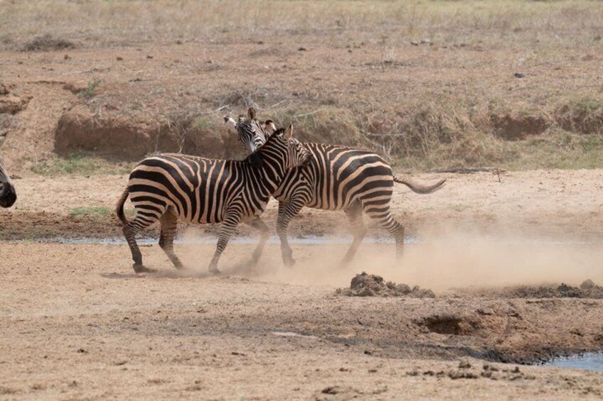 3 days Tsavo East National Park and Ngutuni Sanctuary Safari 3