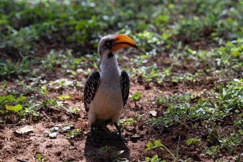 3 days Tsavo East National Park and Ngutuni Sanctuary Safari 2