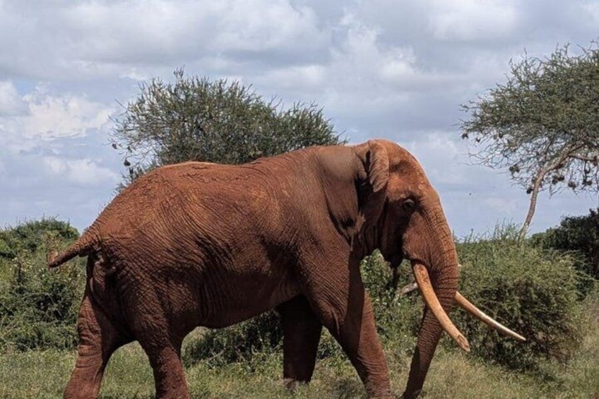 3 days Tsavo East National Park and Ngutuni Sanctuary Safari 5