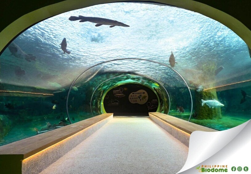 An underwater tunnel with marine life and a dolphin swimming above. 1