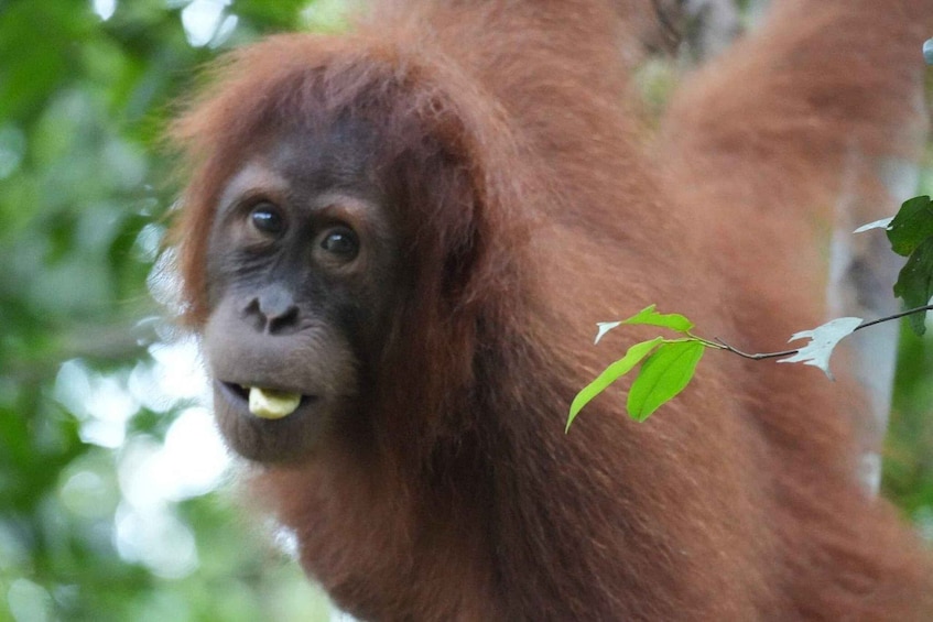 An orangutan with reddish-brown fur and a leaf branch in its hand. 3