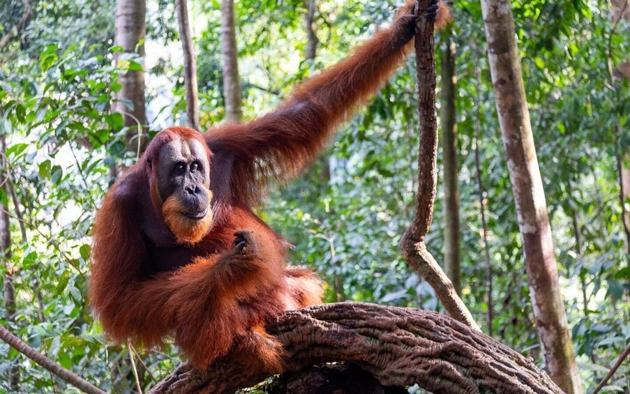 An orangutan climbing a tree in a forest. 4