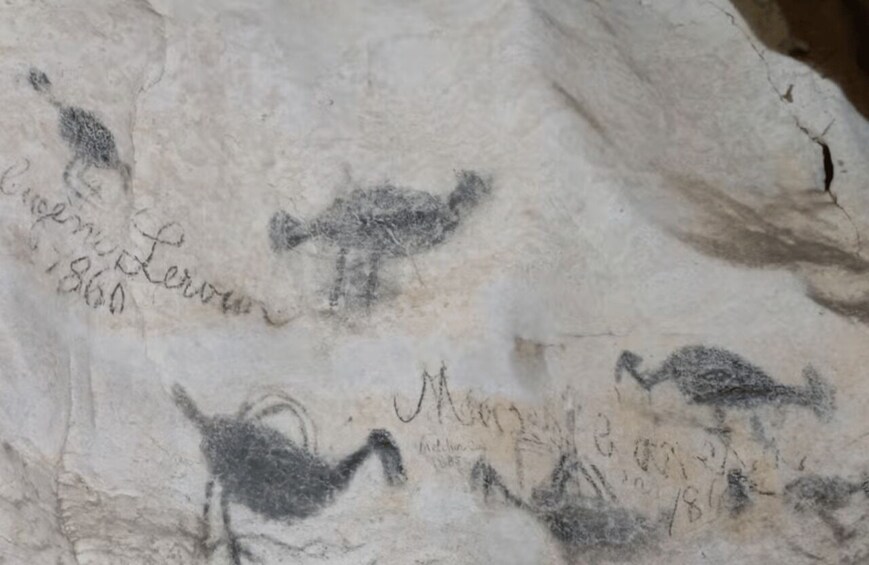 Picture 5 for Activity Private Ancient Cave Art & Taíno Heritage Expedition 3