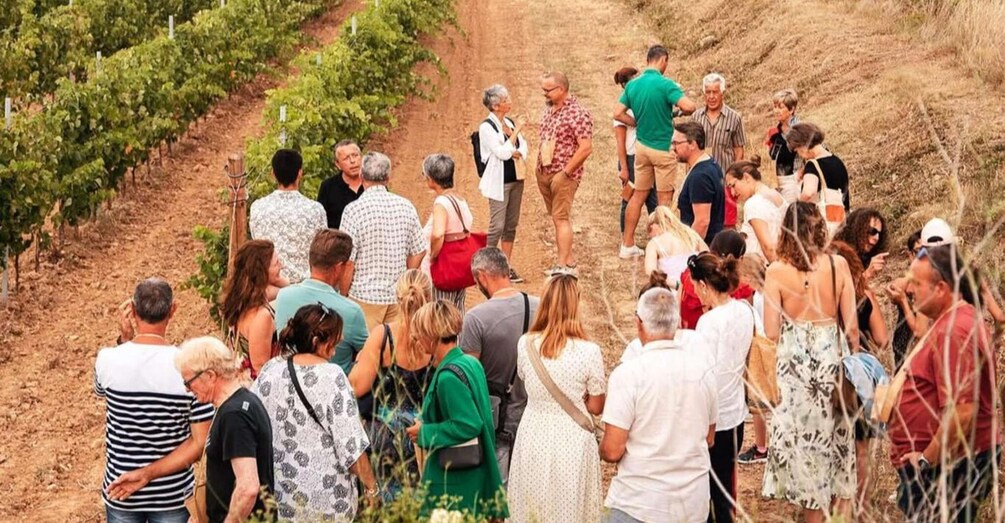 Picture 3 for Activity Château La Négly: Guided walk through the vineyards & food tasting 3
