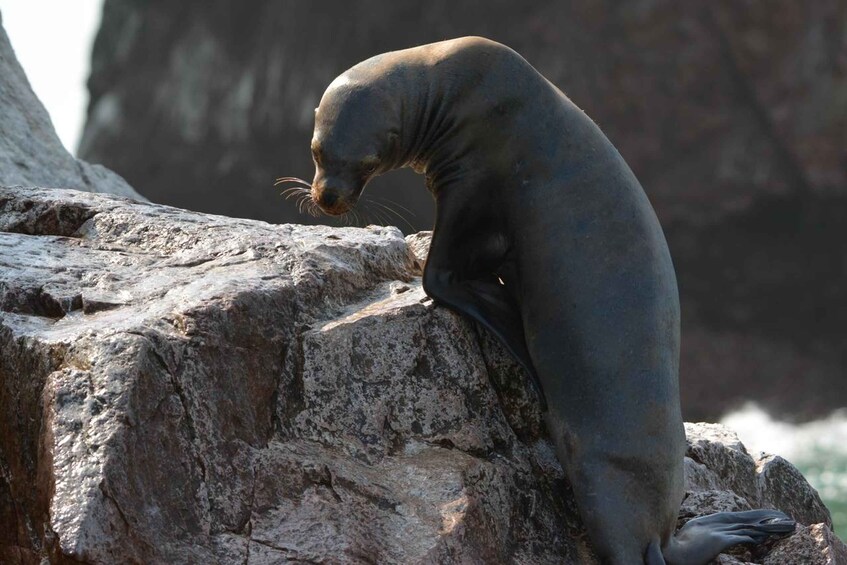 A seal resting on a rock by the water. 5