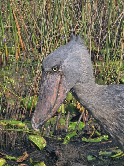 Picture 3 for Activity Uganda: Mabamba Swamp Shoebill Birdwatching Tour 3