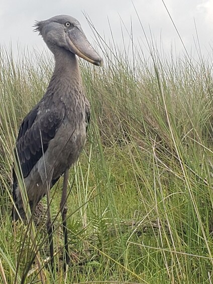 Picture 5 for Activity Uganda: Mabamba Swamp Shoebill Birdwatching Tour 5